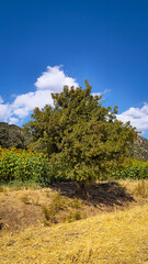 A solitary tree in dry summer grass near a blooming sunflower farm, beneath a blue sky with scattered clouds — a tranquil glimpse into seasonal rural beauty and natural contrast.  
📍Marivan, Kurdist
