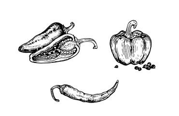 Varieties of pepper. Green pepper. Red Chilli Pepper. Hot peppers. Bell pepper. Pepper whole and slicedon on white background. Vector illustration. Ink line draw vector. Drawing engraving illustration