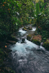 Fototapeta premium Mexican rainforest. Intense green vegetation. River and waterfall ecosystem. Barranca del Cupatitzio National Park in Uruapan, Michoacán.