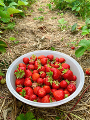 Bowl of fresh ripe strawberries on strawberry plantation. Vertical orientation