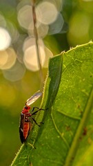 A close-up view of a vibrant red and black insect on a lush green leaf, bathed in warm sunlight.