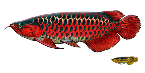 Asian Arowana, Scléropage d'Asie Fish illustration realism. Scleropages formosus. Scleropages formosus.