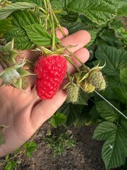 hand picking strawberries