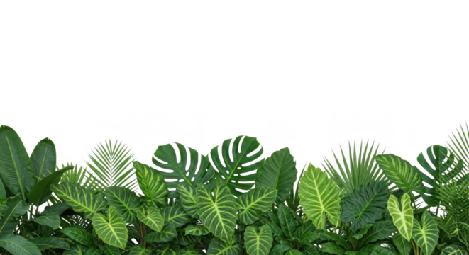 A border of lush green tropical plant leaves isolated on transparent background