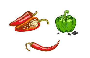Hand drawn chili peppers and bell pepper. Colorful vegetable illustration isolated on white background