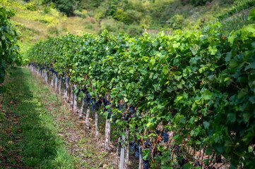 Vineyards with ripe blue Pinot noir Spatburgunder grapes, rows of plants, harvest time in Calmont...