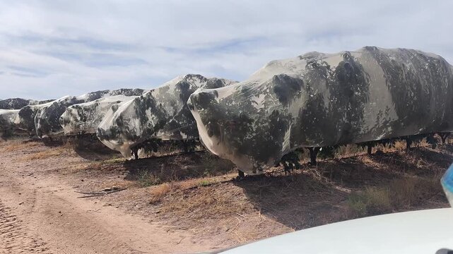 Vigila hacia campo de frutales con mallazo protector de p&aacute;jaros