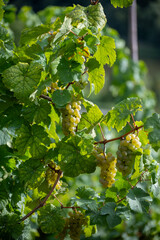 Ripe white riesling grapes on vineyards, harvest time in Calmont region with steepest vineyard in Europe on Moselle river valley, Bremm, Germany in sunny day in September
