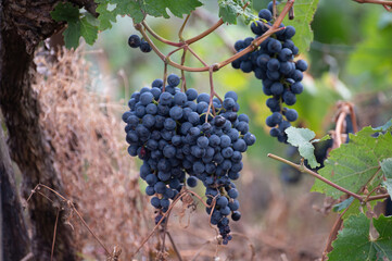Vineyards with ripe blue Pinot noir Spatburgunder grapes, rows of plants, harvest time in Calmont wine making region with steepest vineyard in Europe on Moselle river valley, Germany