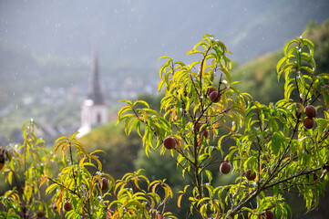 Fototapety na wymiar - Fototapeta24.pl