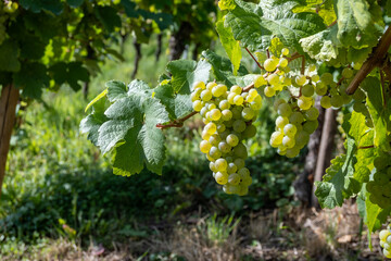Ripe white riesling grapes on vineyards, harvest time in Calmont region with steepest vineyard in...