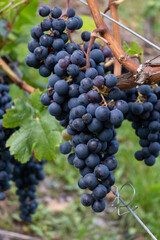 Vineyards with ripe blue Pinot noir Spatburgunder grapes, rows of plants, harvest time in Calmont wine making region with steepest vineyard in Europe on Moselle river valley, Germany