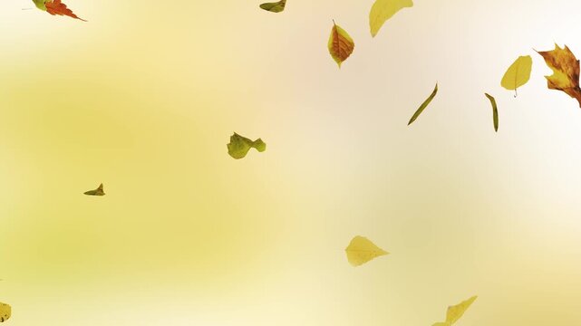 Autumn Leaves Falling Loop, Depth of Field, Seamless Animation