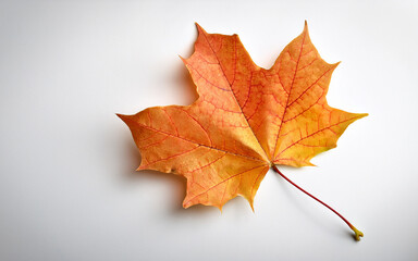 Fototapeta premium Autum leaves maple plant leaf on white background