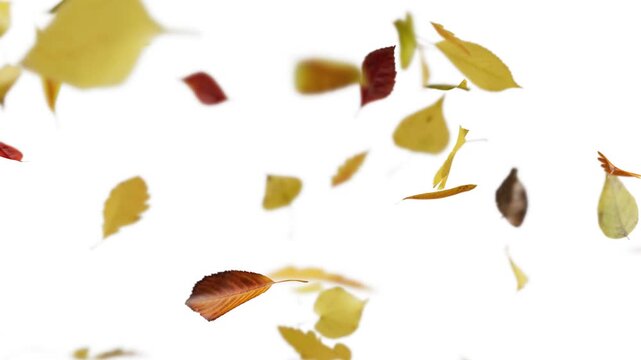 Falling Autumn Leaves White Background Loop DOF Alpha Mask loopable