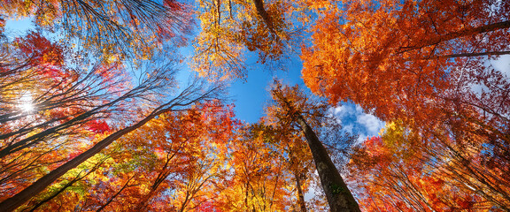 Autumn Forest with Red and Yellow Canopy Under Blue Sky, wide-angle view from the ground
