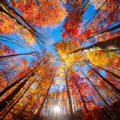 Autumn Forest with Red and Yellow Canopy Under Blue Sky, wide-angle view from the ground