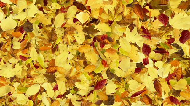 Falling Autumn Leaves Transition Green Screen, Wind Blowing Off Screen