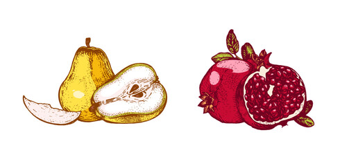 Hand drawn pear and pomegranate. Colorful fruit illustration isolated on white background