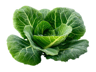 Obraz premium Collard greens