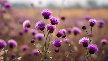 Fototapeta premium thistle flowers close up on blurred field background