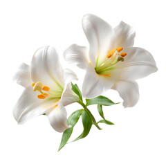 Easter Lilies