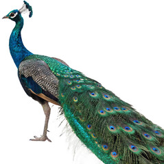 Obraz premium Majestic peacock displays vibrant iridescent plumage, a stunning symbol of beauty and grace 