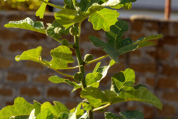 Fig fruit growing on green branch. Fresh unripe fruit on tree. Healthy eating concept.
