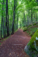 Forest hiking trail in Vitosha mountain Sofia
