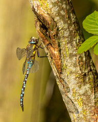 Dragonfly. Migrant hawker on the trunk of a tree.