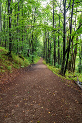 Forest hiking trail in Vitosha mountain Sofia