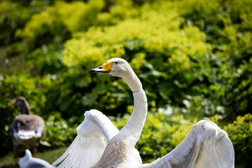 Close-up view of swan eye with green background.