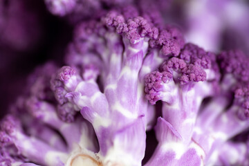 Close up of Purple Cauliflower on Kitchen Counter Top