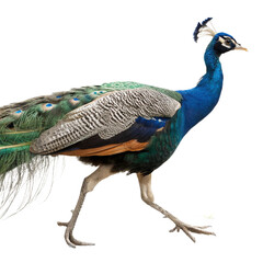Obraz premium Majestic peacock with vibrant blue and green plumage struts elegantly, showcasing its natural beauty. 
