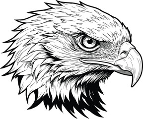 Eagle, bird, predator, wildlife, raptor, fierce, beak, feathers, nature, sketch, illustration, black, white, head, profile, drawing, animal, majestic, detailed, vector