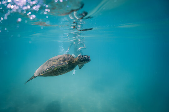 Snorkeling with Wild Hawaiian Green Sea Turtles off the Shore of Waikiki, Oahu, Hawaii 