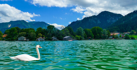 Schwan auf Schliersee