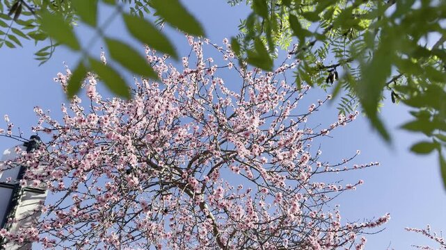 Almond Blossoms in Willunga, Adelaide Hills, South Australia: 4K Footage of Beautiful Pink Flowers on the Blue Sky Along Aldinga Road, Australia Countryside in Spring