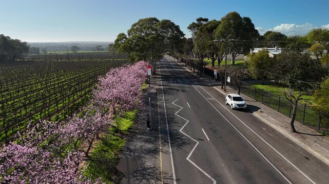 Willunga, Adelaide Hills, South Australia: 4K Aerial Drone Footage of Almond Blossoming Trees Along Road, Scenic Vineyard, Australia Countryside Views