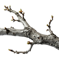 Close up of a tree branch with new buds against a black background showing textured bark and green and brown leaves