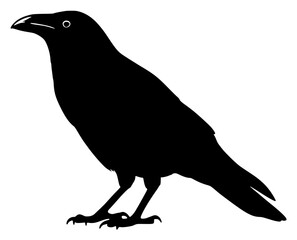 Obraz premium Silhouette of a raven in profile on a white background