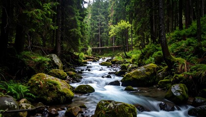 Obraz premium Lush forest stream (1)