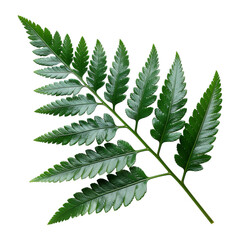 Single green fern frond with glossy leaves and stem against a solid black background