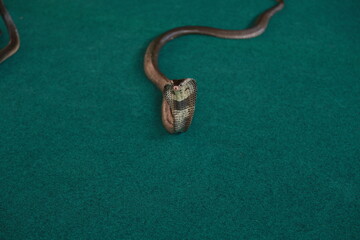 Naklejka premium viper snake