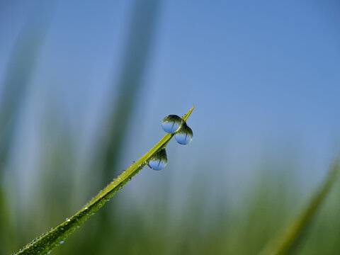 Close-up macro shot of two fresh dew drops on the tip of a green grass blade with a soft blue background. Shallow depth of field. Edited