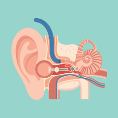 Detailed Medical Illustration of Human Ear Anatomy Showing Inner Ear, Middle Ear, and Outer Ear Structure for Healthcare and Education