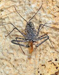 Tailless whip scorpion or giant amblypygid or Tanzanian Whipspider (Damon diadema) eating a roach on cave wall, Three Sister Caves; Mdenyenye cave, Kwale county, coastal Kenya.
