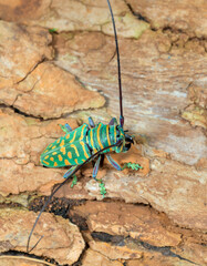 Jewel longhorn beetle (Sternotomis bohemani) on grass, Kwale county, coastal Kenya.