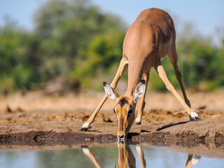 Wild impala with legs spread wide drinks from waterhole in natural African habitat, peaceful wildlife scene.