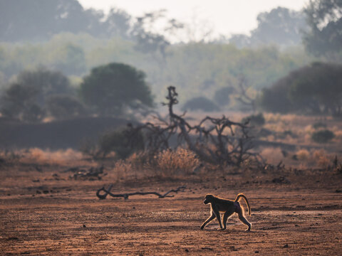 Chacma Baboon (Papio ursinus) walking across a dry savanna landscape with golden rim lighting at sunset, South Africa
